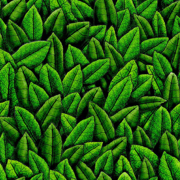 Leavy Pattern Texture Leaves Texture Pattern by dariyan on DeviantArt