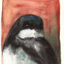 Black-collared Swallow / Andorinha-de-coleira