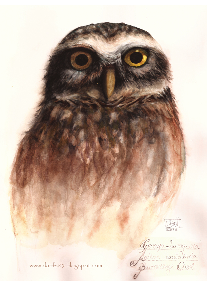 Burrowing Owl / Coruja-buraqueira