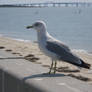 Ring-billed Gull Overlooking Chesapeake Bay