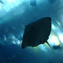 Untitled Sting Ray