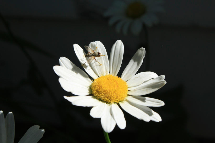 Patsy Bug The Daisy and the bug by debbie1414 on DeviantArt