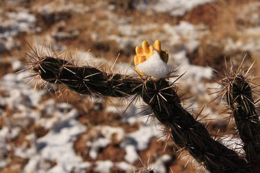 Yellow Cactus Flower