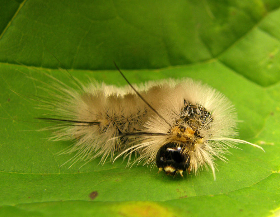 caterpillar waking up by Lou-in-Canada on DeviantArt