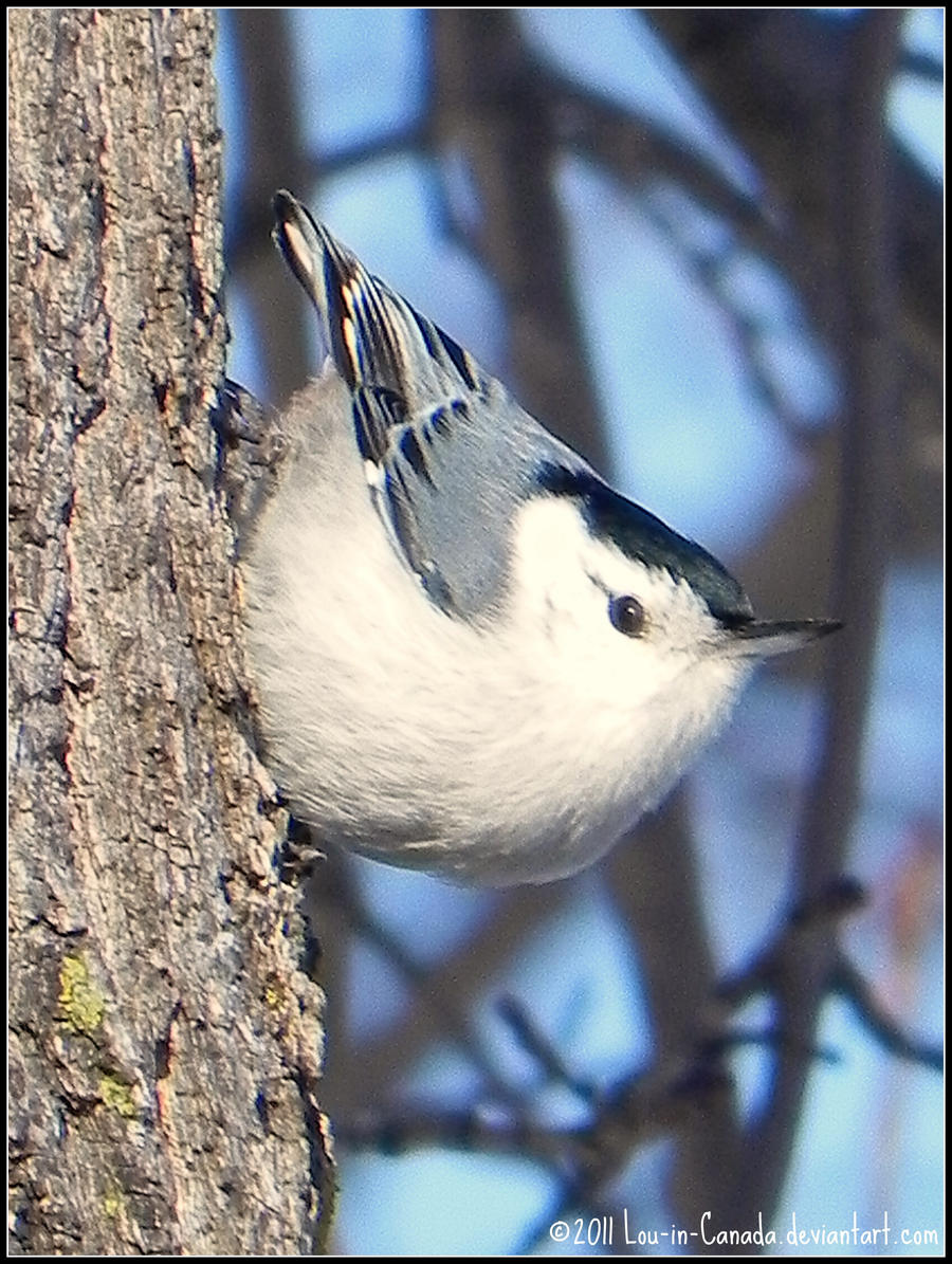 Nuthatches hop