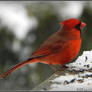 cardinal on the same cold day