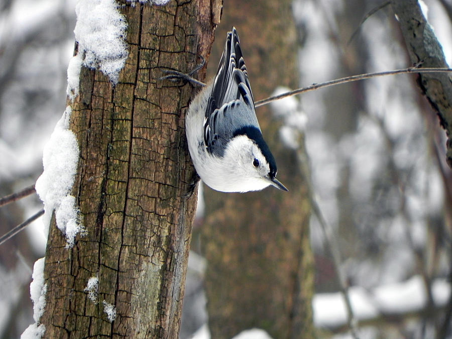 well fed nuthatch