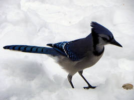 juvenile bluejay