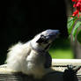 Bluejay ROFL on my deck