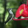 hummingbird day today