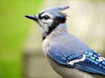 bluejay surprise by Lou-in-Canada