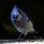 bluejay