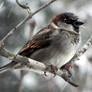 A Simple Sparrow Sitting Out The Storm