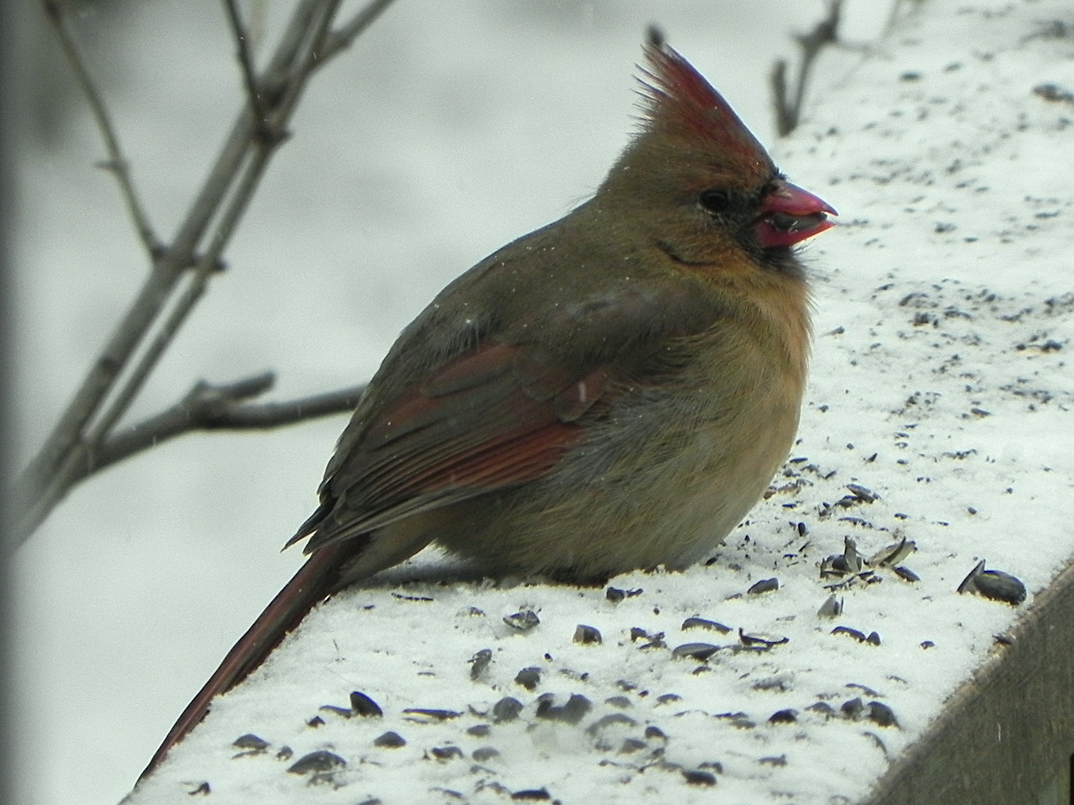 a shy visitor