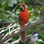 Cardinal Eats Catterpillar since when