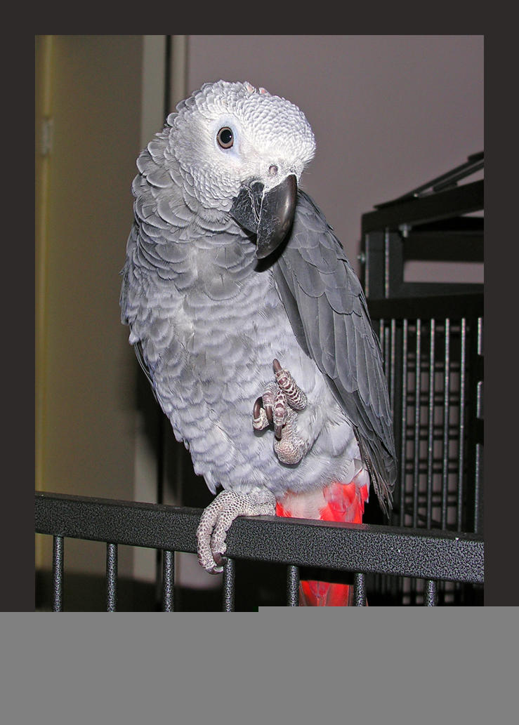 Remo by PandaArt on DeviantArt