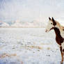 Horse in snow