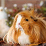 Saar one of my 3 guineapig's