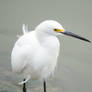 Garca-branca-pequena/Snowy Egret