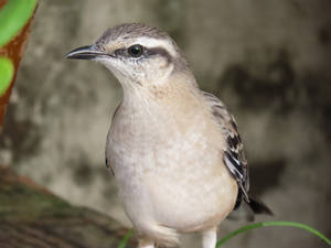 Sabia-do-campo/Chalk-browed Mockingbird