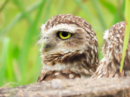 Coruja-buraqueira/Burrowing Owl