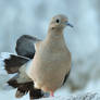 Avoante/Eared Dove