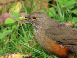 Sabia-laranjeira/Rufous-bellied Thrush