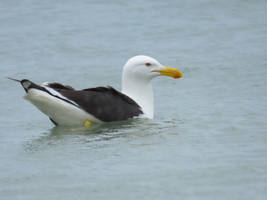 Gaivotao/Kelp Gull