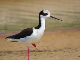 Pernilongo-de-costas-brancas/White-backed Stilt