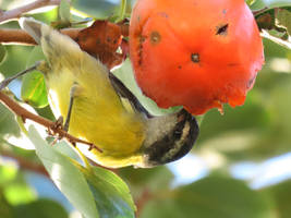 Cambacica/Bananaquit