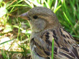 Pardal/House Sparrow