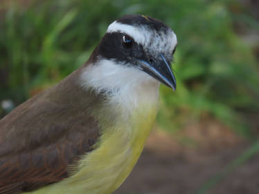 Bem-te-vi/Great Kiskadee