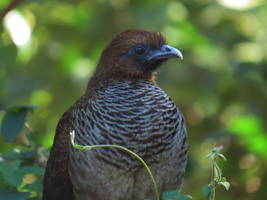 Aracua-escamoso/Scaled Chachalaca