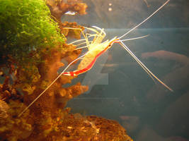 Wild Shrimp