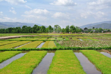 Shaxi Rice Paddies