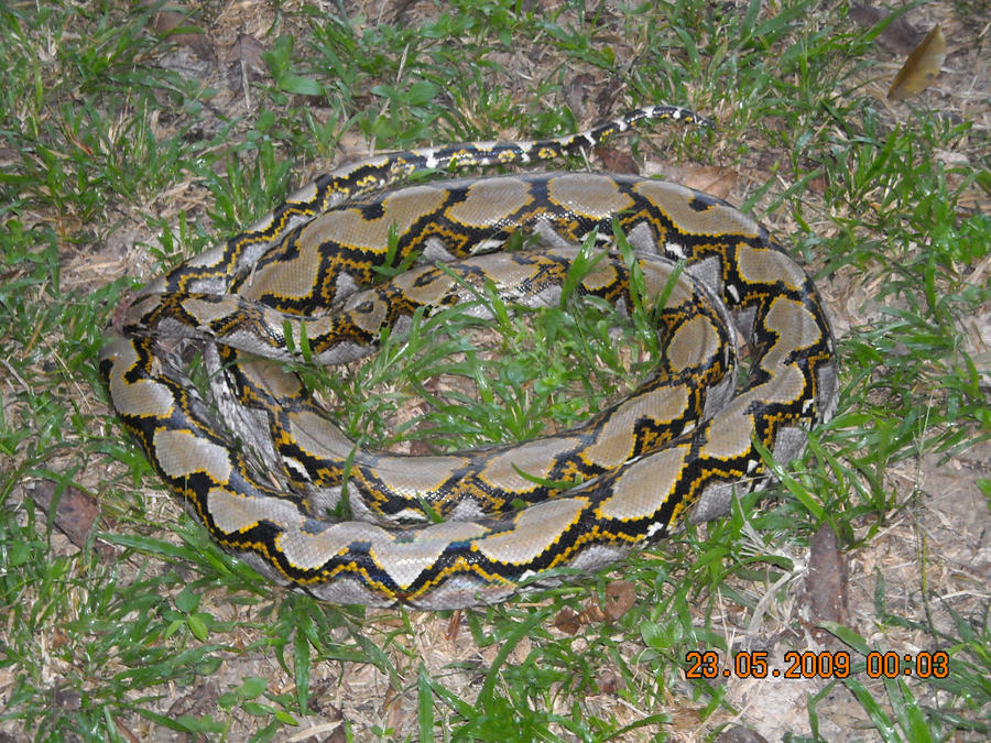 Headless Python by AoiKitsukawa on DeviantArt