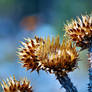 Thorny Autumn