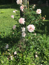 Flower Pole