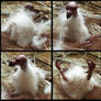 Vulture Chick, 4 Views