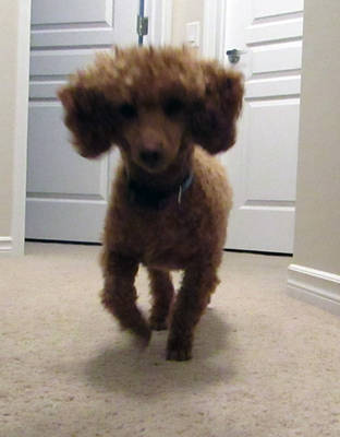 Toy Poodle 27