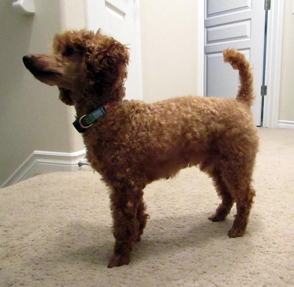 Toy Poodle 30