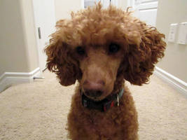 Toy Poodle 36