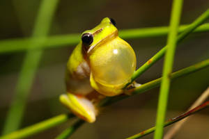 Litoria fallax