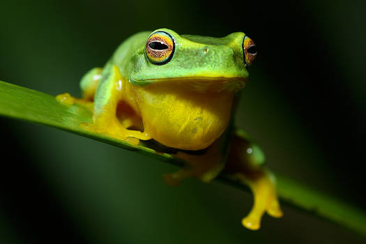 Graceful tree frog 4