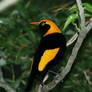 Regent bowerbird