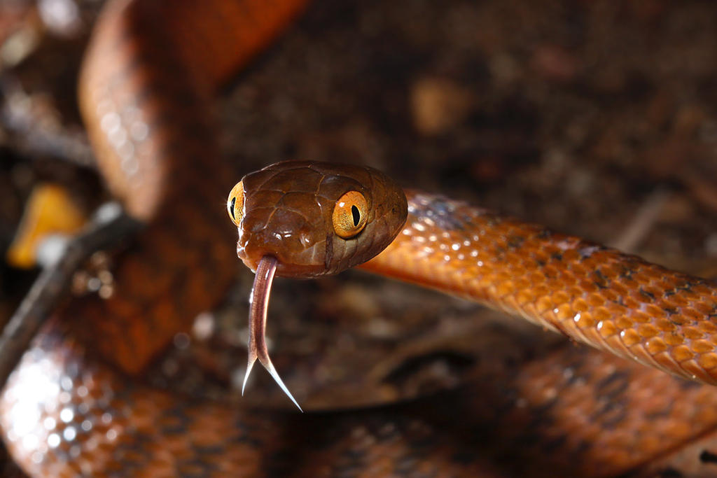 Brown tree snake