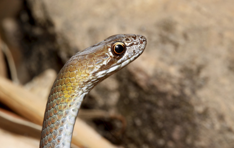 Olive whipsnake