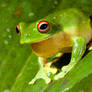 cloris on a leaf