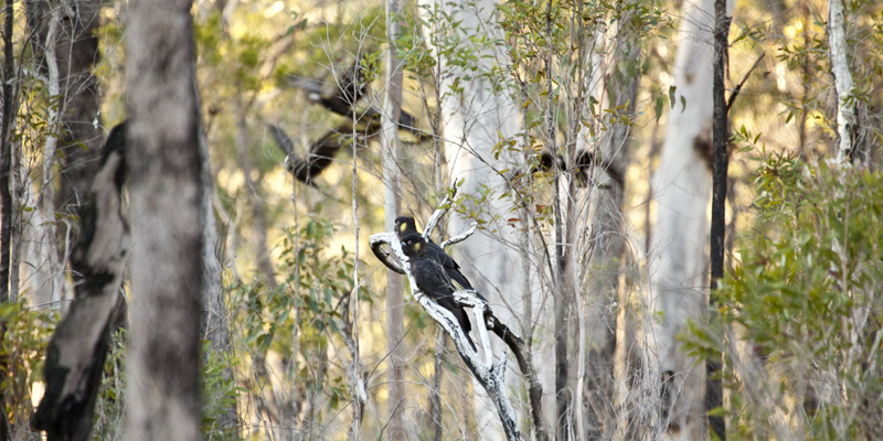 Yellow-tailed Blacks