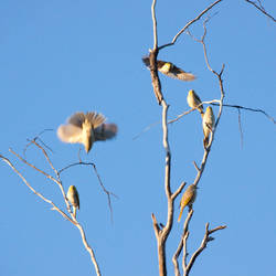 White-plumed Honeyeater